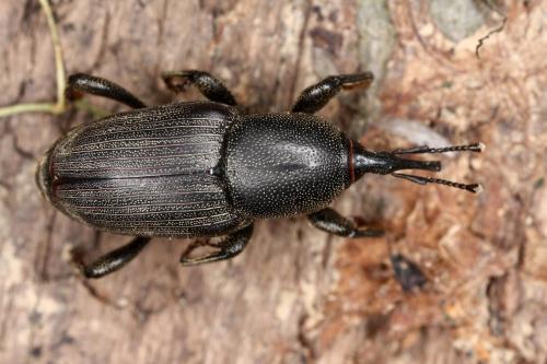 Sphenophorus piceus